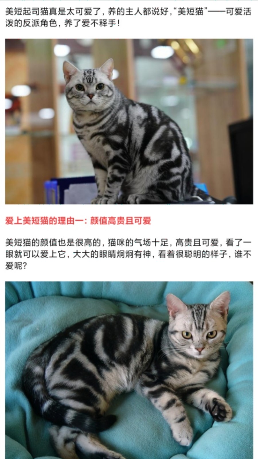 我的猫翻译(2)