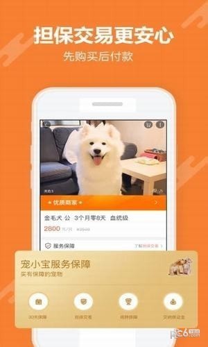 宠小宝