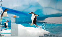 可爱南极企鹅win7主题