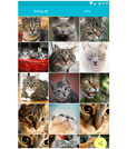 Android项目源码展示猫图片的Material风格APP